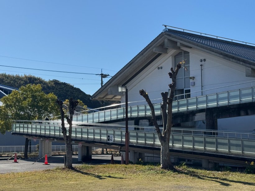 枝を切ったケヤキの木